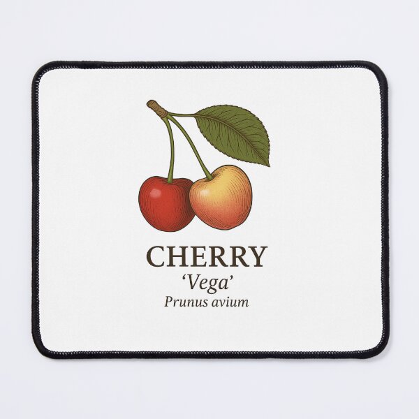 Item preview, Cherry ‘Vega’ – Prunus avium designed and sold by BloomKind.