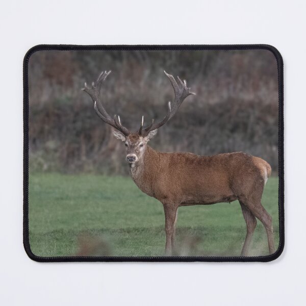 Item preview, Monarch of  Cornwall,  Red Deer, in a field designed and sold by kathleenjean.