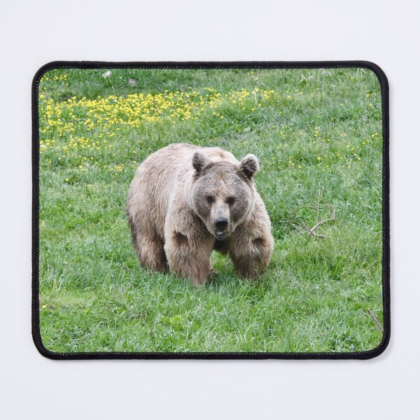 Item preview, Brown Bear – Gentle steps through the flower meadow / Swiss Artwork Photography designed and sold by Raphael Wolf.