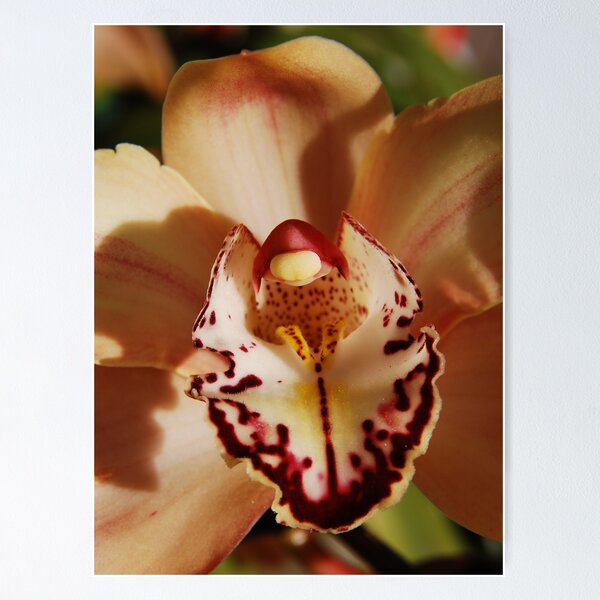 Item preview, Orchid designed and sold by Dusker.