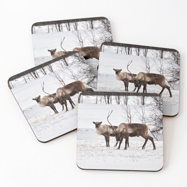 Item preview, Reindeer or Reindeer (Rangifer tarandus) designed and sold by Andreas Koerner.