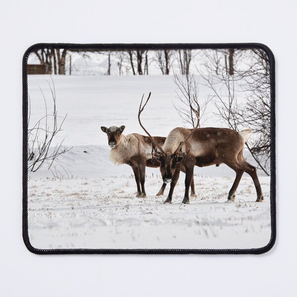 Item preview, Reindeer or Reindeer (Rangifer tarandus) designed and sold by Andreas Koerner.