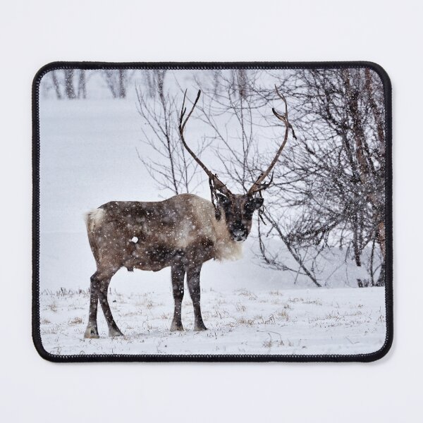 Item preview, Reindeer or Reindeer (Rangifer tarandus) designed and sold by Andreas Koerner.