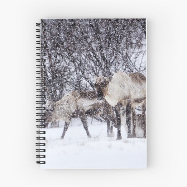 Item preview, Reindeer or Reindeer (Rangifer tarandus) designed and sold by Andreas Koerner.