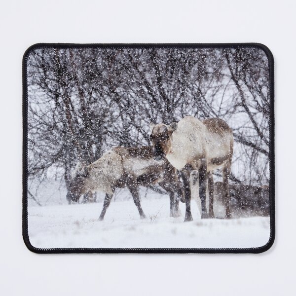 Item preview, Reindeer or Reindeer (Rangifer tarandus) designed and sold by Andreas Koerner.