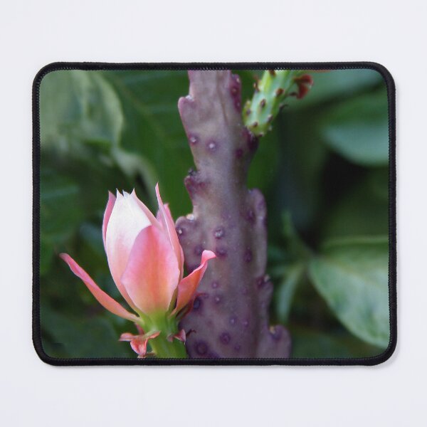 Item preview, Cactus Flowers designed and sold by heatherfriedman.