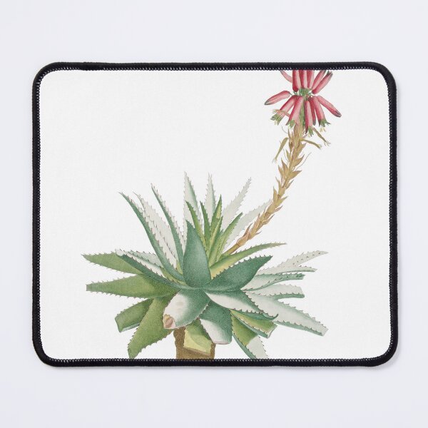 Item preview, Aloe Rhodacantha (Aloe Glauca Miller) designed and sold by AngyDesigns49.