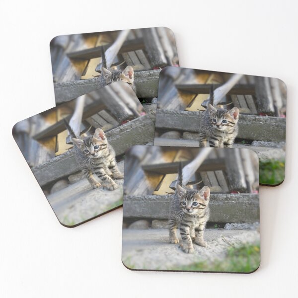 Item preview, Curious baby kitten – exploring the world / Swiss Artwork Photography designed and sold by Raphael Wolf.