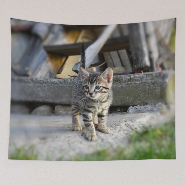 Item preview, Curious baby kitten – exploring the world / Swiss Artwork Photography designed and sold by Raphael Wolf.