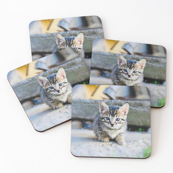 Item preview, Baby kitten – Curious on a journey of discovery / Swiss Artwork Photography designed and sold by Raphael Wolf.