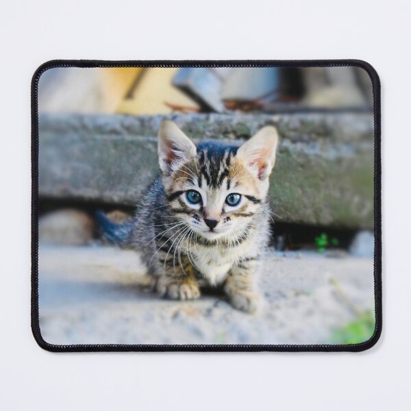 Item preview, Baby kitten – Curious on a journey of discovery / Swiss Artwork Photography designed and sold by Raphael Wolf.