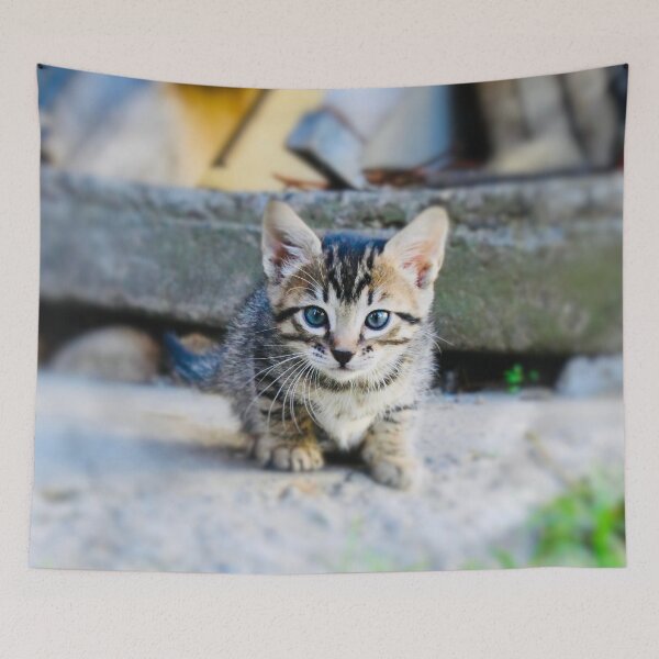 Item preview, Baby kitten – Curious on a journey of discovery / Swiss Artwork Photography designed and sold by Raphael Wolf.
