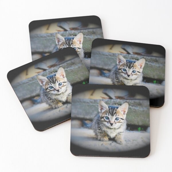 Item preview, Baby cat in focus – Discovering the world / Swiss Artwork Photography designed and sold by Raphael Wolf.