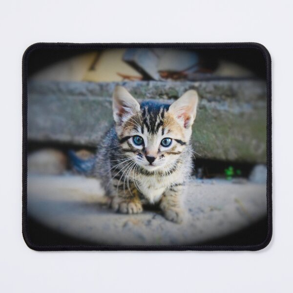 Item preview, Baby cat in focus – Discovering the world / Swiss Artwork Photography designed and sold by Raphael Wolf.