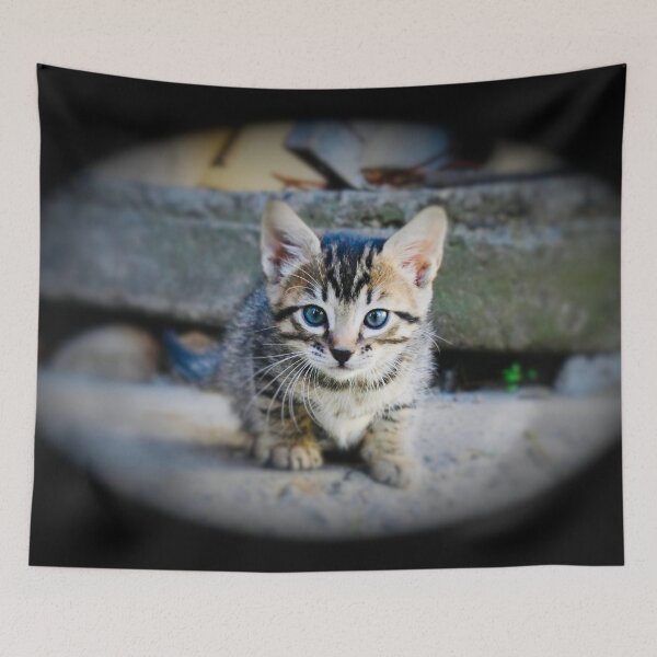 Item preview, Baby cat in focus – Discovering the world / Swiss Artwork Photography designed and sold by Raphael Wolf.