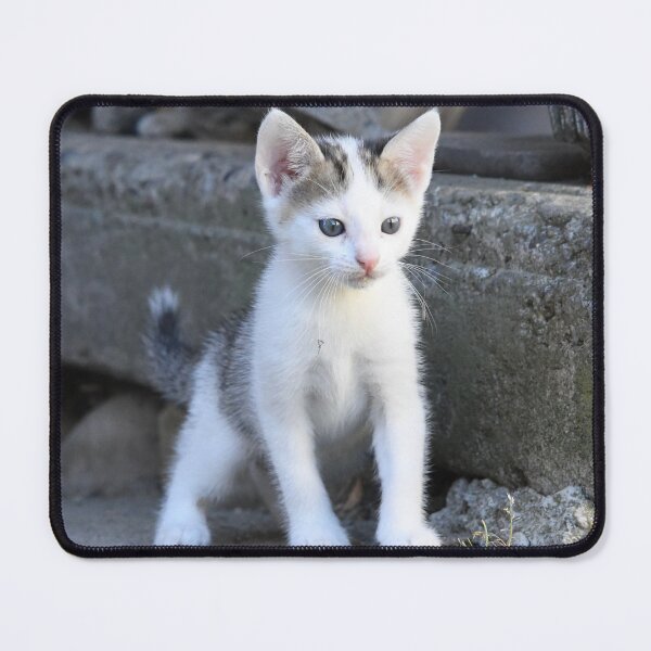 Item preview, Curious baby kitten – On a discovery tour / Swiss Artwork Photography designed and sold by Raphael Wolf.