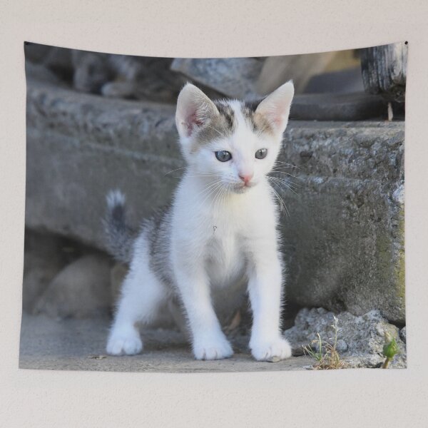 Item preview, Curious baby kitten – On a discovery tour / Swiss Artwork Photography designed and sold by Raphael Wolf.