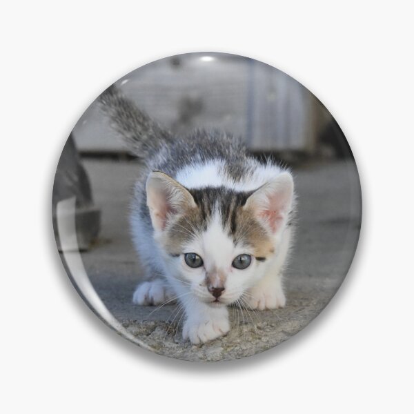 Item preview, Baby kitten on the prowl – awake and curious / Swiss Artwork Photography designed and sold by Raphael Wolf.
