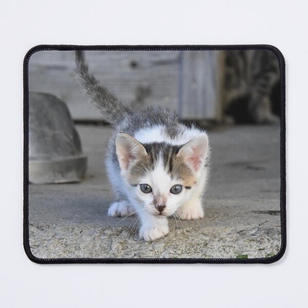 Item preview, Baby kitten on the prowl – awake and curious / Swiss Artwork Photography designed and sold by Raphael Wolf.