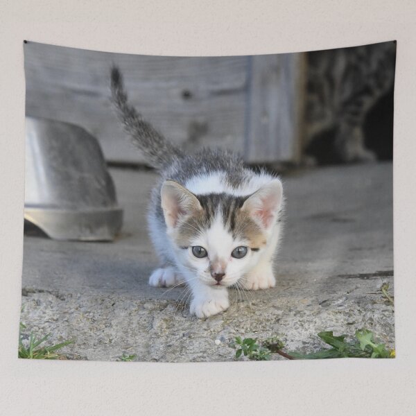 Item preview, Baby kitten on the prowl – awake and curious / Swiss Artwork Photography designed and sold by Raphael Wolf.