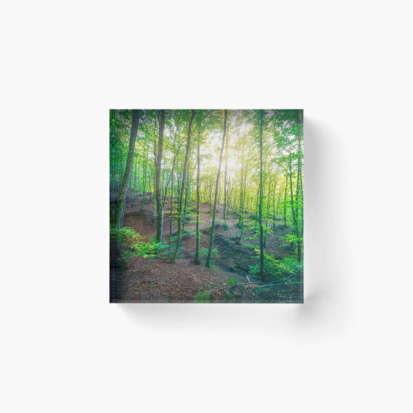 Item preview, Enchanted Forest Sunlight, Acquerino Nature Reserve in Autumn designed and sold by Stefano Orazzini.