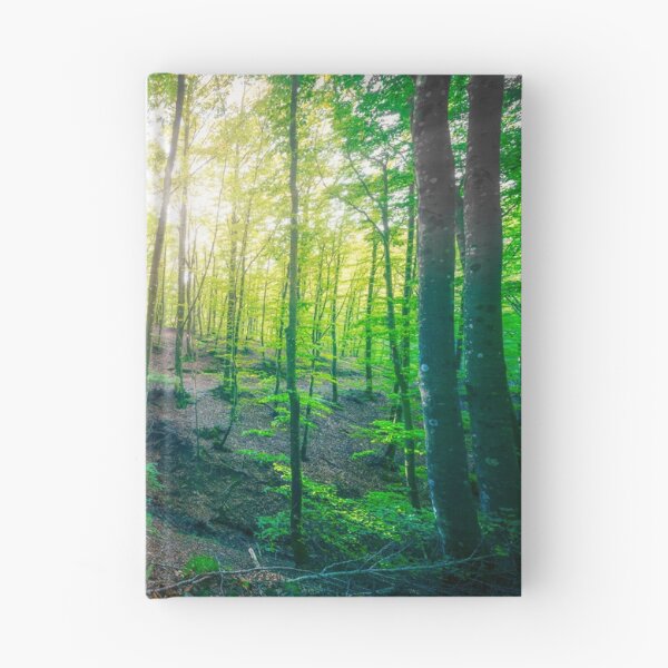 Item preview, Enchanted Forest Sunlight, Acquerino Nature Reserve in Autumn designed and sold by Stefano Orazzini.