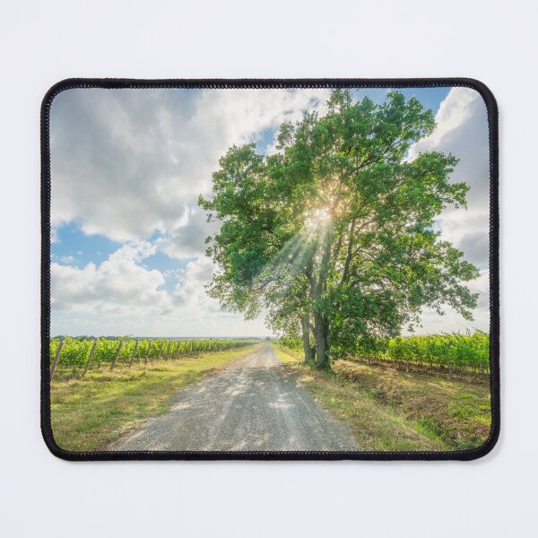 Item preview, Tuscan Wine Country Road and Tree in Bolgheri Vineyards designed and sold by Stefano Orazzini.