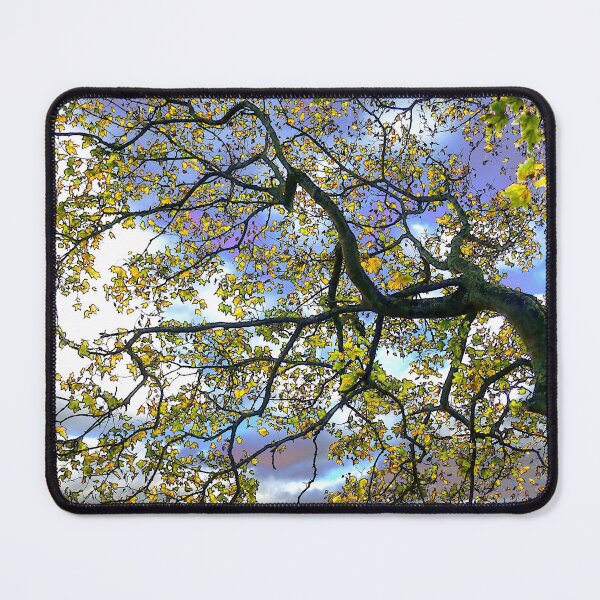 Item preview, Autumn tree, Knavesmire, York 1, coloured sky edit designed and sold by paulboizot.