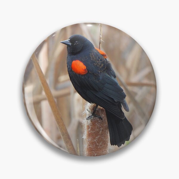 Item preview, Redwing Blackbird on a Cattail designed and sold by Wonders Of Paradise.