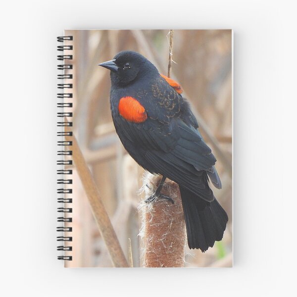 Item preview, Redwing Blackbird on a Cattail designed and sold by Wonders Of Paradise.