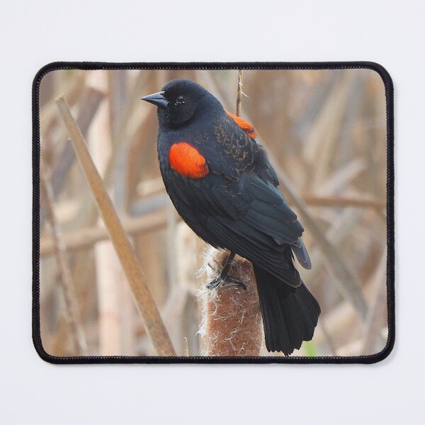 Item preview, Redwing Blackbird on a Cattail designed and sold by Wonders Of Paradise.