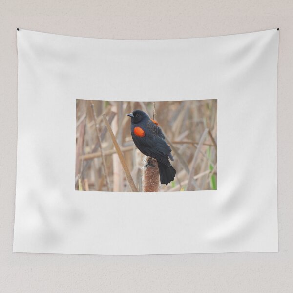 Item preview, Redwing Blackbird on a Cattail designed and sold by Wonders Of Paradise.