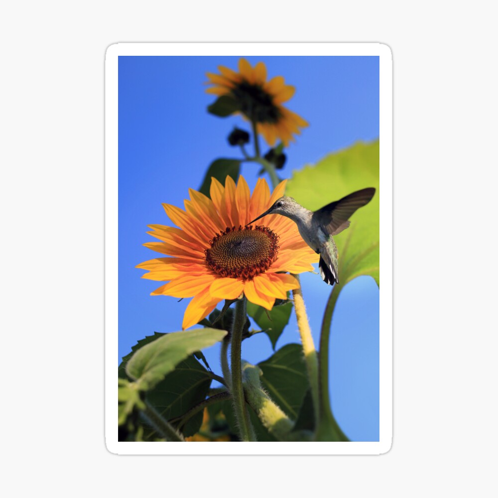 Póster «Colibrí y girasol» de StampCity | Redbubble