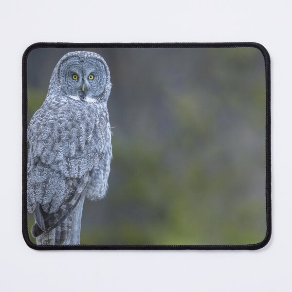 Item preview, Majestic Great Gray Owl Perched designed and sold by Puttaswamy Ravishankar.