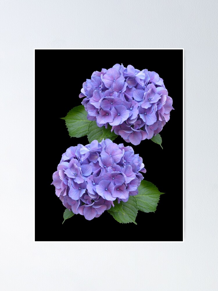 Real purple hydrangea flower with black background