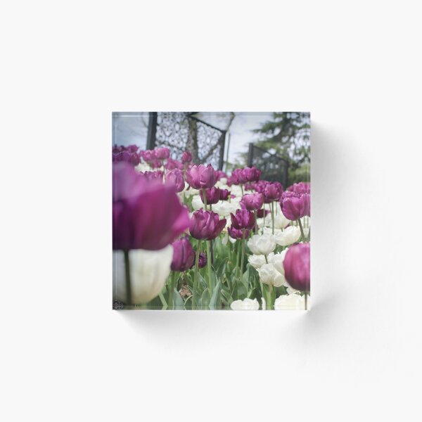 Item preview, Tulip PurpleWhite designed and sold by RREID84.