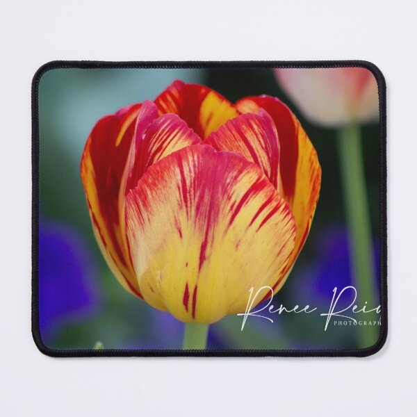 Item preview, MultiColour Tulip designed and sold by RREID84.