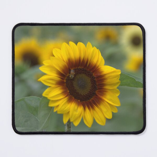 Item preview, TWO TONE SUNFLOWER designed and sold by RREID84.