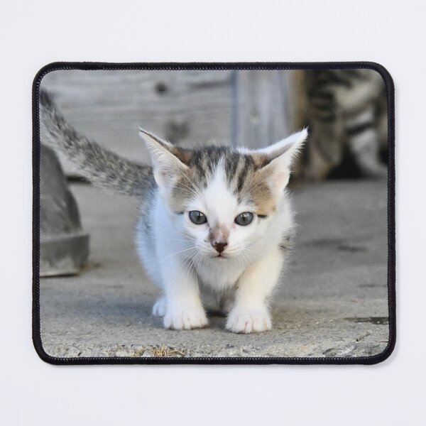 Item preview, Dreamily cute baby kitten – its gaze and expression are enchanting / Swiss Artwork Photography designed and sold by Raphael Wolf.
