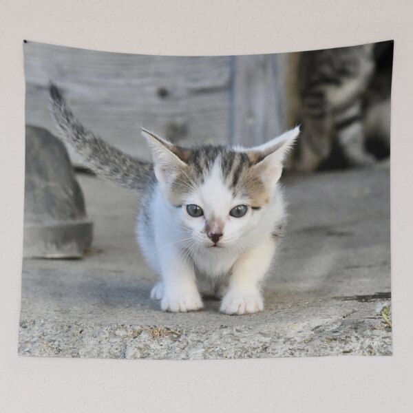 Item preview, Dreamily cute baby kitten – its gaze and expression are enchanting / Swiss Artwork Photography designed and sold by Raphael Wolf.