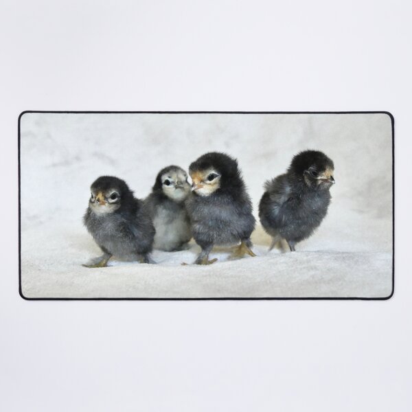 Item preview, Four chicks – a new beginning in life / Swiss Artwork Photography designed and sold by Raphael Wolf.