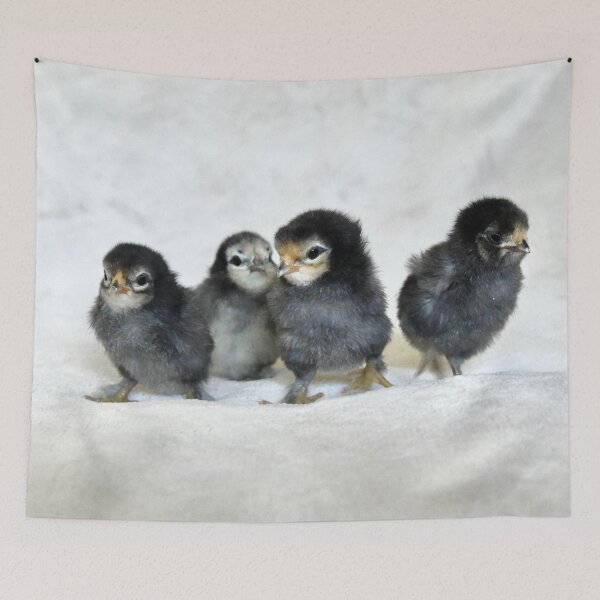 Item preview, Four chicks – a new beginning in life / Swiss Artwork Photography designed and sold by Raphael Wolf.