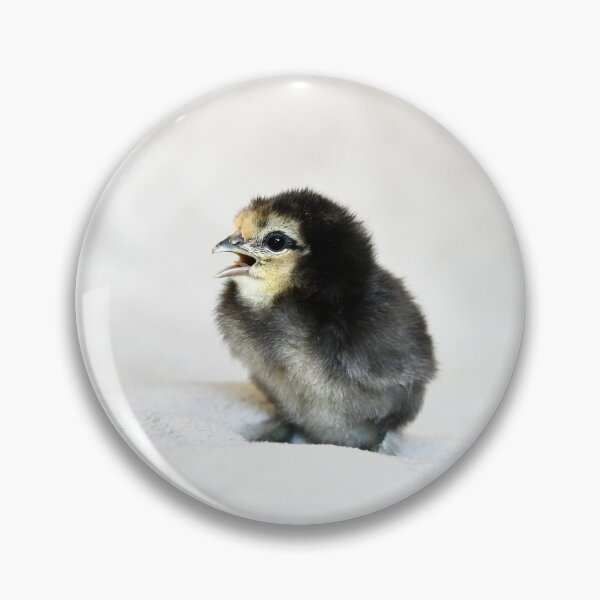 Item preview, Chicks – Calling for their mother / Swiss Artwork Photography designed and sold by Raphael Wolf.