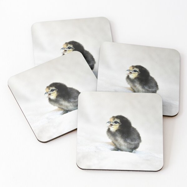 Item preview, Chicks – Calling for their mother / Swiss Artwork Photography designed and sold by Raphael Wolf.