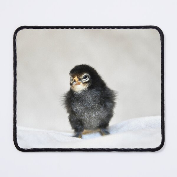 Item preview, Dark Chick – Curious and Skeptical / Swiss Artwork Photography designed and sold by Raphael Wolf.