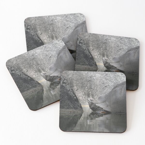 Item preview, Giant tortoise – a reflection of nature / Swiss Artwork Photography designed and sold by Raphael Wolf.