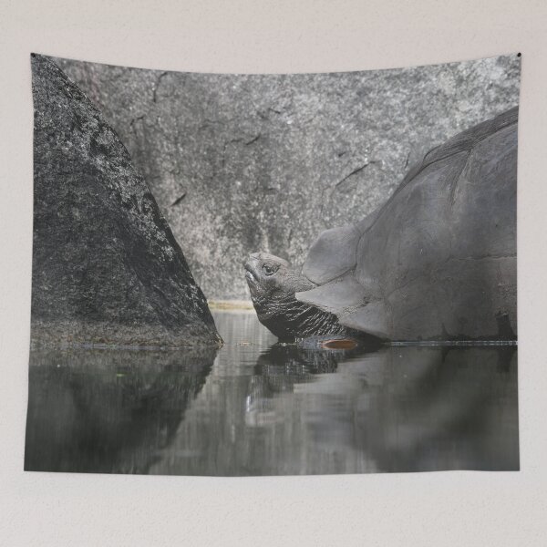 Item preview, Giant tortoise – a reflection of nature / Swiss Artwork Photography designed and sold by Raphael Wolf.