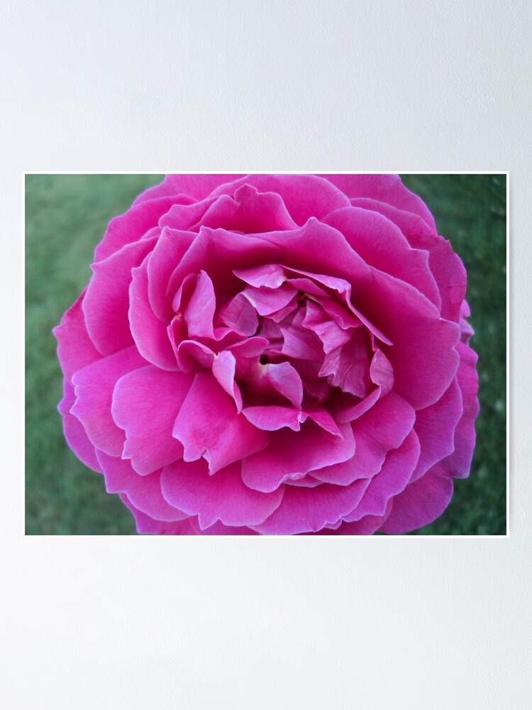 "Rose Aphrodisiac" Poster by jasminejade Redbubble