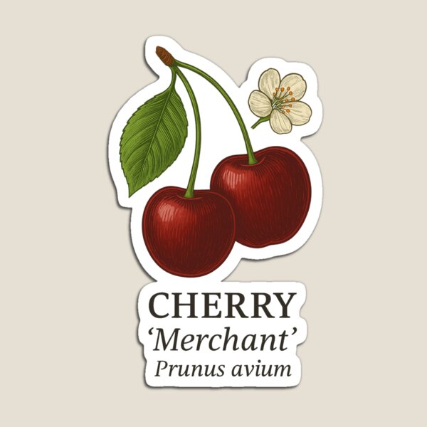 Item preview, Cherry ‘Merchant’ – Prunus avium designed and sold by BloomKind.