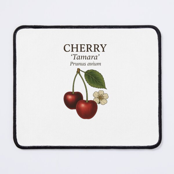 Item preview, Cherry ‘Tamara’ – Prunus avium designed and sold by BloomKind.